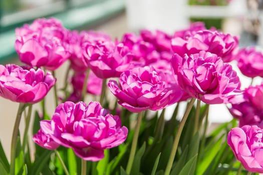 Natural background with different kinds of tulips. Spring background with colorful blossoming flowers in sunny day. Moscow, Russia.