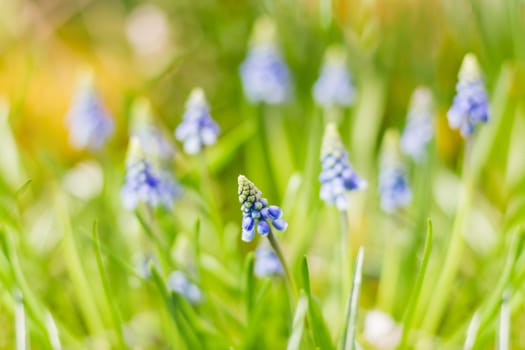 Muscari flowers. Deep blue flowers on green natural background. Sunny summer morning in garden.