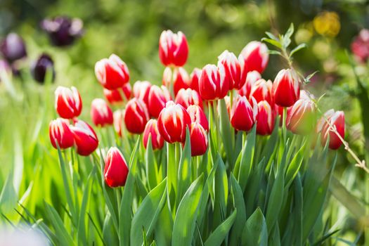 Natural background with different kinds of tulips. Spring background with blossoming flowers.