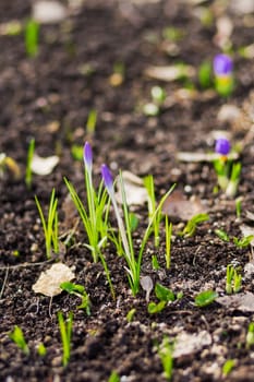 Crocus flowers makes the way through fallen leaves. Natural spring background. Moscow, Russia.