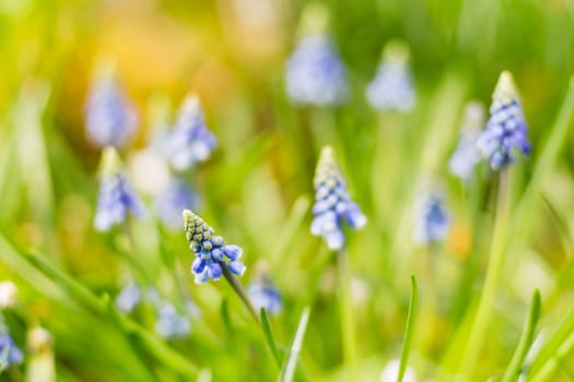 Muscari flowers. Deep blue flowers on green natural background. Sunny summer morning in garden.