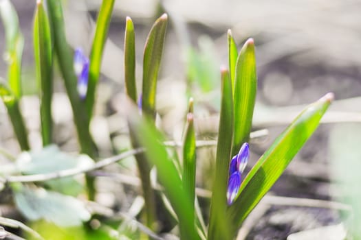 Crocus flowers makes the way through fallen leaves. Natural spring background. Moscow, Russia.