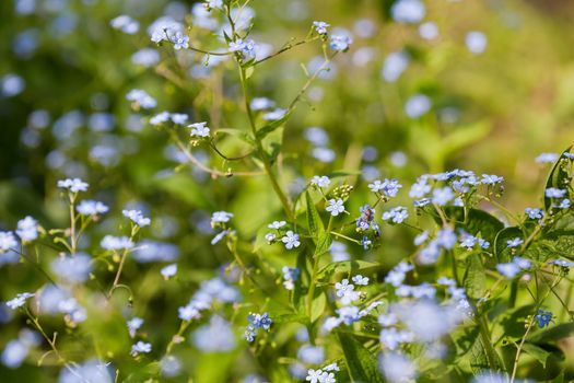 Forget-me-not flowers. Natural summer background.