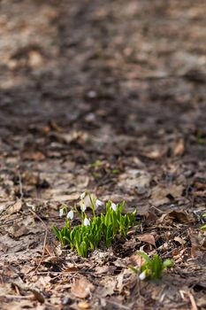 Snowdrop (Galanthus) flowers makes the way through fallen leaves. Natural spring background. Moscow, Russia.
