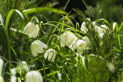 Fritillaria (plant in the lily family). White flowers on green natural background. Sunny summer morning in garden.