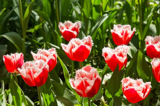 Natural background with different kinds of tulips. Spring background with colorful blossoming flowers in sunny day. Moscow, Russia.