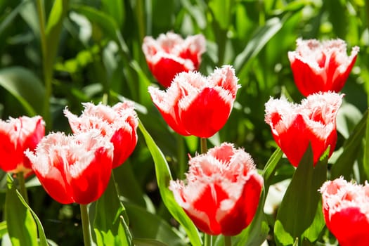Natural background with different kinds of tulips. Spring background with colorful blossoming flowers in sunny day. Moscow, Russia.