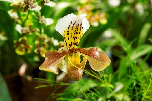 Orchidaceae Vanda, hybrid of paleotropical species. Big exotic flower on green natural background.