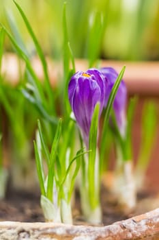 Crocus flowers makes the way through fallen leaves. Natural spring background. Moscow, Russia.