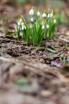 Snowdrop (Galanthus) flowers makes the way through fallen leaves. Natural spring background. Moscow, Russia. Place for text.