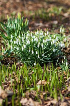 Snowdrop (Galanthus) flowers makes the way through fallen leaves. Natural spring background. Moscow, Russia.
