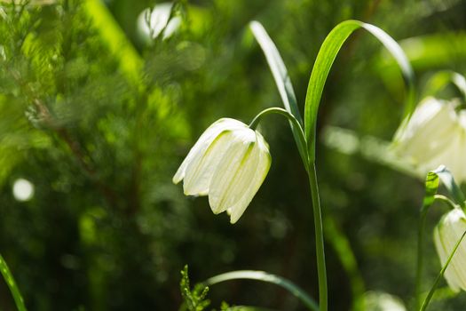 Fritillaria (plant in the lily family). Alone white flower on green natural background. Sunny summer morning in garden.