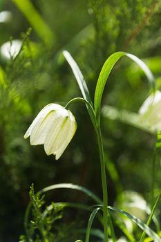 Fritillaria (plant in the lily family). Alone white flower on green natural background. Sunny summer morning in garden.