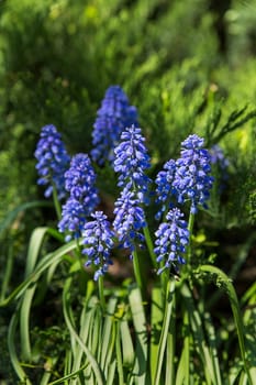 Muscari flowers. Deep blue flowers on green natural background. Sunny summer morning in garden.