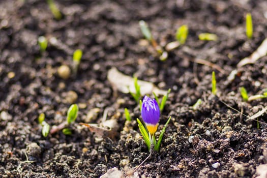 Crocus flowers makes the way through fallen leaves. Natural spring background. Moscow, Russia.