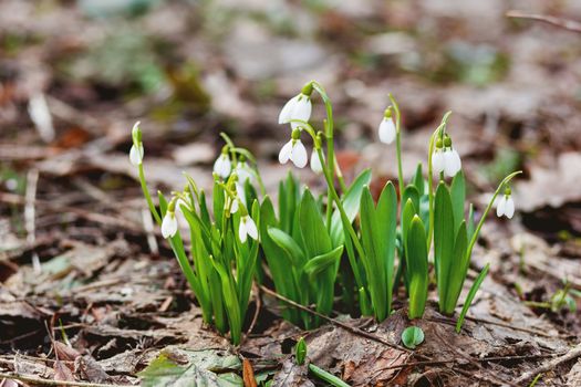 Snowdrop (Galanthus) flowers makes the way through fallen leaves. Natural spring background. Moscow, Russia.