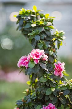 Natural background with blooming Azalea Indica Terra Nova. Spring sunny day in garden.