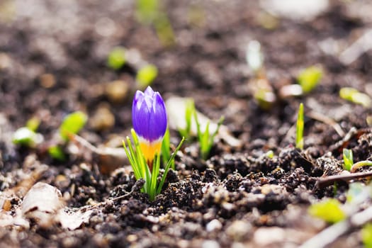 Crocus flowers makes the way through fallen leaves. Natural spring background. Moscow, Russia.