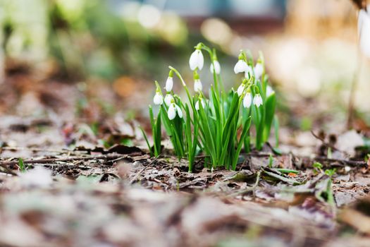 Snowdrop (Galanthus) flowers makes the way through fallen leaves. Natural spring background. Moscow, Russia.