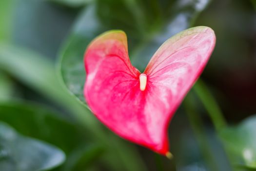 Heart shaped Anthurium andraeanum (Araceae family). Natural background with bright red flower.