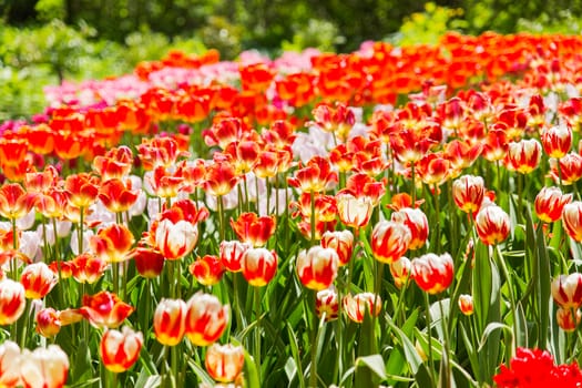 Natural background with different kinds of tulips. Spring background with colorful blossoming flowers in sunny day. Moscow, Russia.