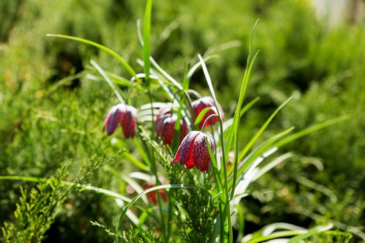 Fritillaria (plant in the lily family). White flowers on green natural background. Sunny summer morning in garden.
