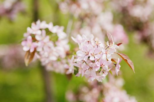 Natural spring background with pink plum tree flowers.