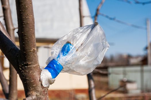 Grafting a new branch to a fruit tree. Plastic bag with duct tape protecting place of grafting. Gardening in spring.