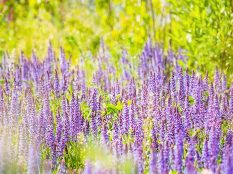 Natural summer background with blooming Woodland Sage (Balkan clary, Salvia nemorosa). Russia.