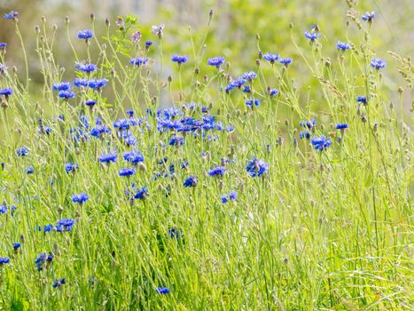 Natural summer background with blooming blue Centaurea cyanus (Cornflower or Bachelor's button). Russia.