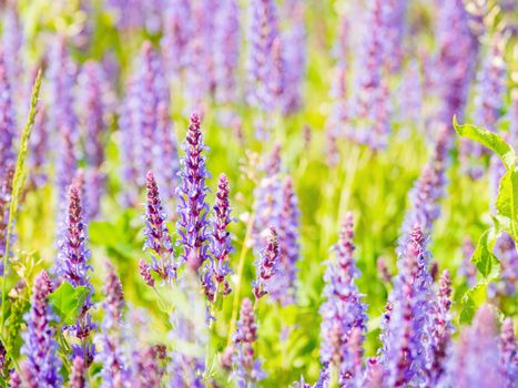 Natural summer background with blooming Woodland Sage (Balkan clary, Salvia nemorosa). Russia.