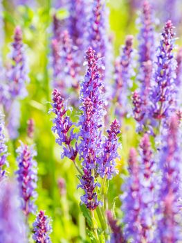 Natural summer background with blooming Woodland Sage (Balkan clary, Salvia nemorosa). Russia.