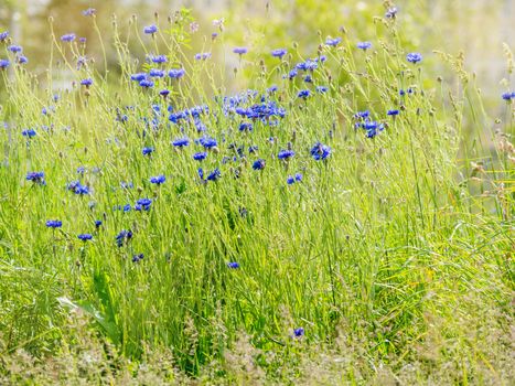 Natural summer background with blooming blue Centaurea cyanus (Cornflower or Bachelor's button). Russia.