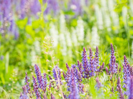 Natural summer background with blooming Woodland Sage (Balkan clary, Salvia nemorosa). Russia.