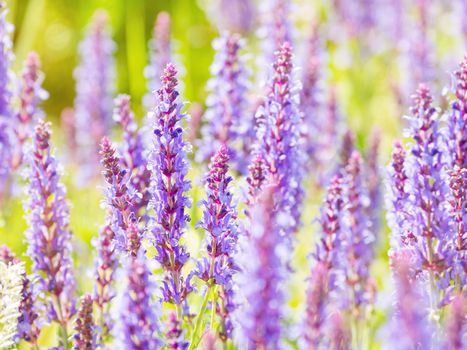 Natural summer background with blooming Woodland Sage (Balkan clary, Salvia nemorosa). Russia.