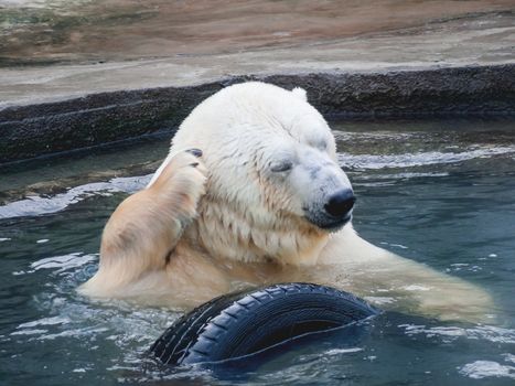 Polar bear scratching his paw behind his ear. A large wild animal swims in the pond with a car tire.