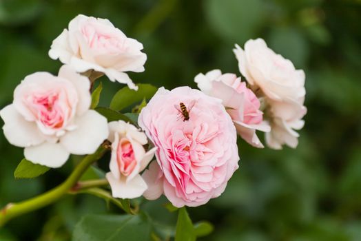 Natural summer background with David Austin pink rose. Beautiful blooming flower on green leaves background.