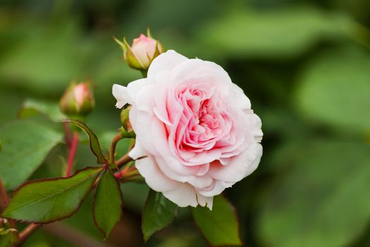 Natural summer background with David Austin pink rose. Beautiful blooming flower on green leaves background.