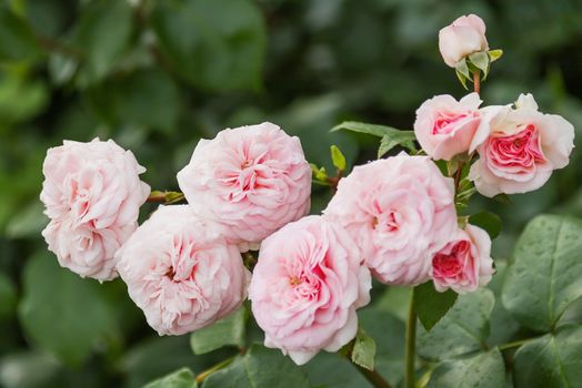 Natural summer background with David Austin pink rose. Beautiful blooming flower on green leaves background.