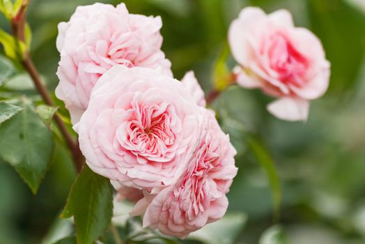 Natural summer background with David Austin pink rose. Beautiful blooming flower on green leaves background.