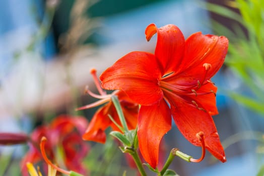 Natural summer background with red lily. Beautiful blooming flower on green leaves background.