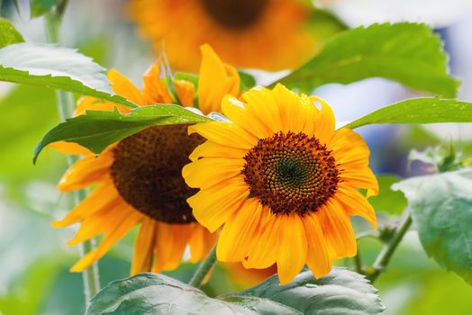 Natural summer background with yellow sunflower. Beautiful blooming flowers on green leaves background.
