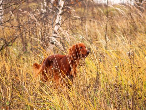 Irish setter dog on autumn field. Natural fall background with yellow dried grass and running pet.
