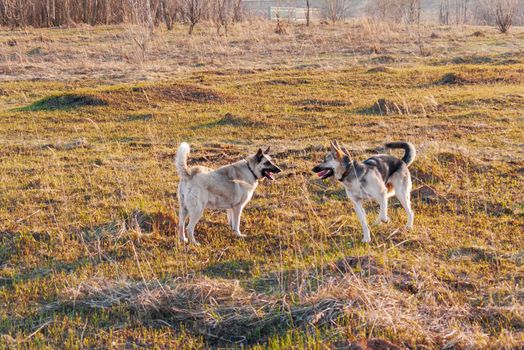 Two shepherd dogs playing on meadow at sunset.
