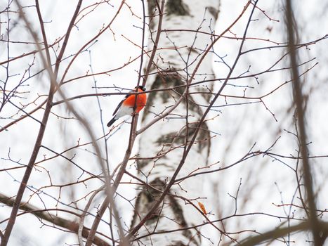 Natural winter background - frozen branches and male bullfinch. Russia.