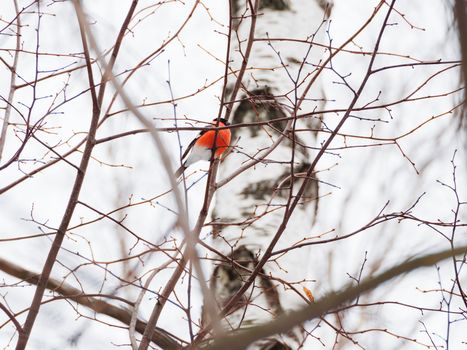 Natural winter background - frozen branches and male bullfinch. Russia.