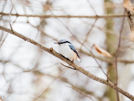 Eurasian nuthatch or wood nuthatch (Sitta europaea). Colorful bird in winter forest.