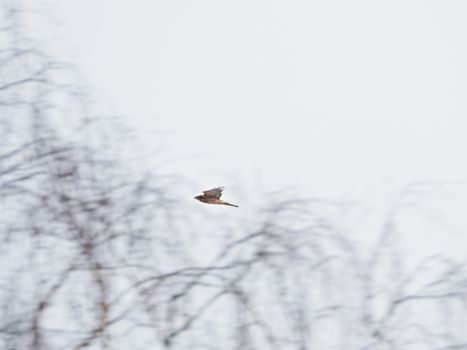 Falcon flying over winter forest. Losiny Ostrov National Park. Elk Moose Island in Moscow, Russia.