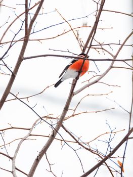 Natural winter background - frozen branches and male bullfinch. Russia.