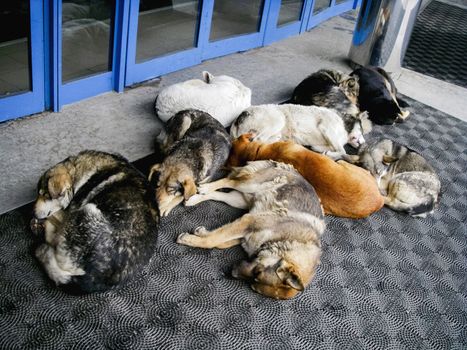 Stray dogs are sleeping in front of shopping mall doors. Homeless animals are dozing on rubber mats outdoors. Moscow, Russia.